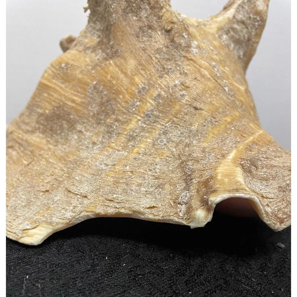 Vintage Natural Large Pink Queen Conch Sea Shell Nautical Ocean Beach Home Decor